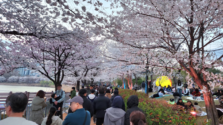 만석거 새빛축제를 찾은 시민들이 벚꽃길을 걸으며 봄밤의 정취를 즐기고 있다.