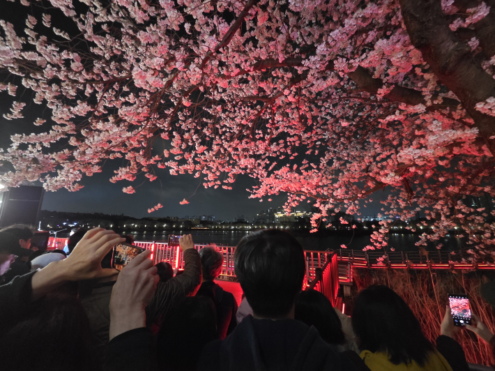 낮보다 더 아름다운 만석거 벚꽃