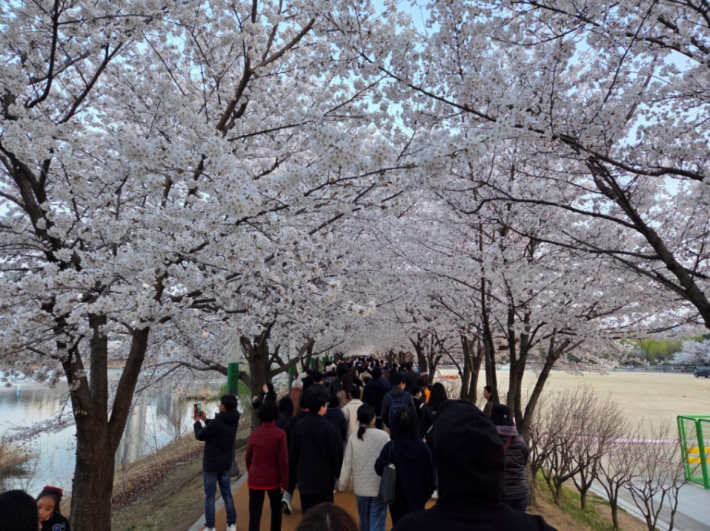 만석공원에 펼쳐진 벚꽃 