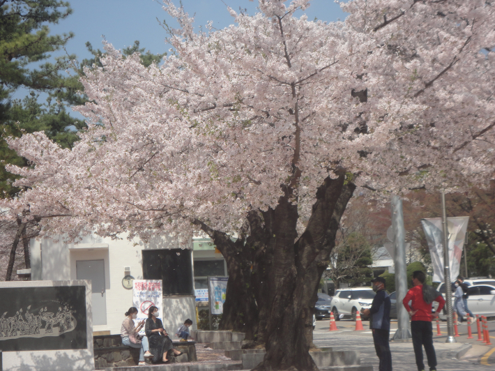 꽃우산을 펼친 듯한 벗나무 아래서 잠시 쉬고있는 상춘객들