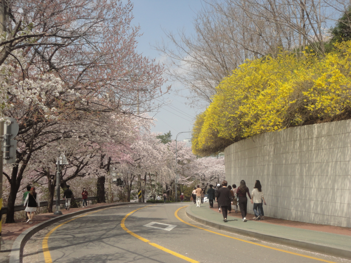 개나리꽃과 벚꽃이 앙상볼을 이루고있다