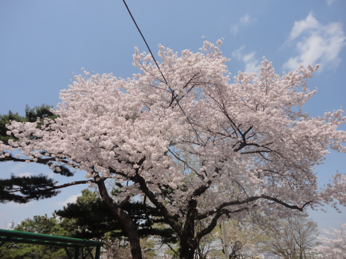 화사하고 탐스럽게 핀 벚꽃