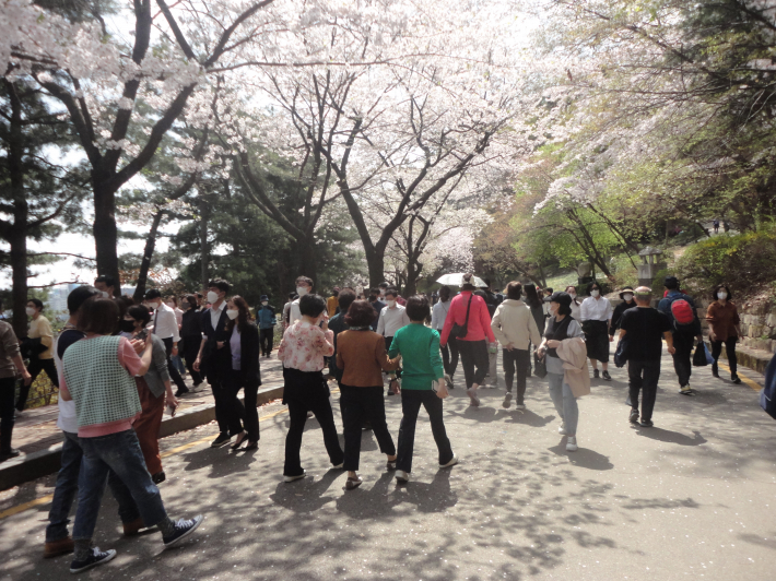 물결치듯 몰려다니면서 벚꽃을 한껏 즐기는 상춘객들