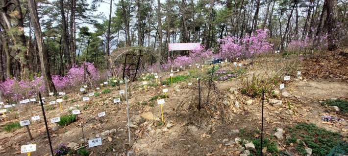 칠사모 회원들이 가꾼 '칠보산 야생화 동산'에 120여 종의 야생화가 자라고 있다.