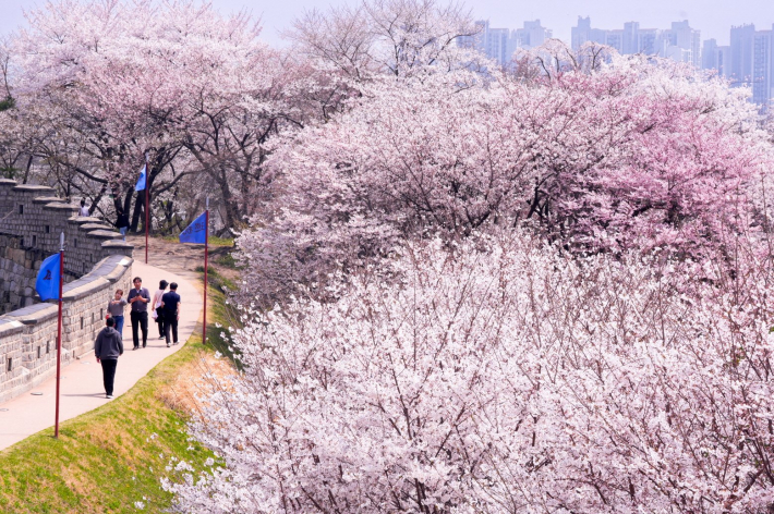 사진4) 수원화성 동장대에서 동북각루로 내려오는 성곽길에 벚꽃이 활짝 피어 있다.    