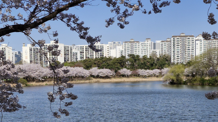 벚꽃으로 불러 쌓인 만석공원