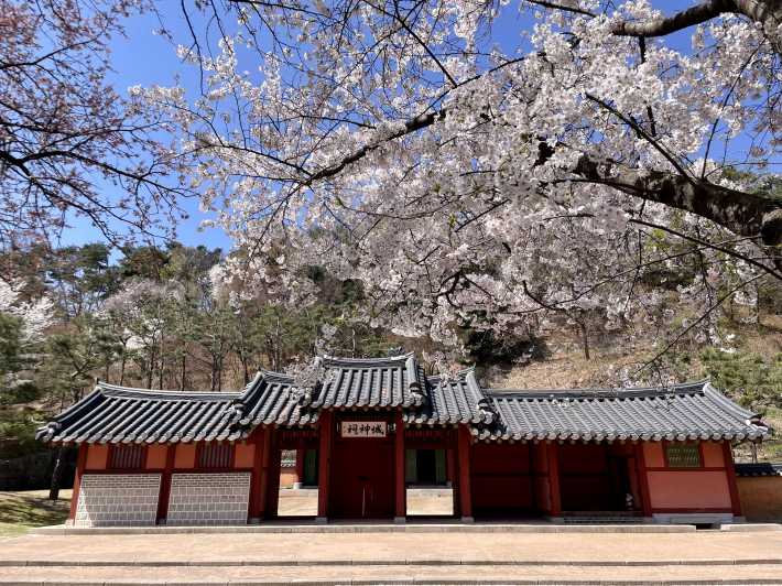 수원 화성행궁에 벚꽃이 핀 봄의 풍광이다.