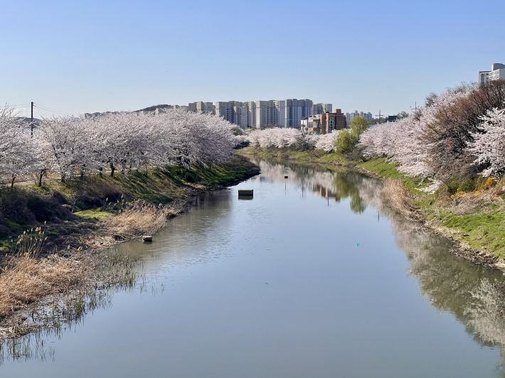 고색동에서 오목천동에 10km에 이르는 황구지천의  가로수가 벚꽃 터널을 이루고 있다.