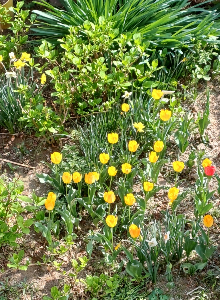 손바닥정원단이 가꾸는 매칭정원에 봄을 맞아 튤립이 활짝 피어나며 도심 속 작은 정원의 아름다움을 보여주고 있다.