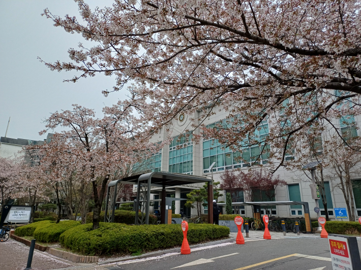 벚꽃 만개한 북수원 도서관 아름다운 전경
