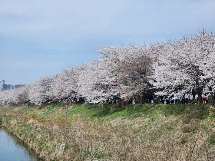 지난 4월 5일, 봄꽃이 만개한 황구지천 벚꽃길 전경