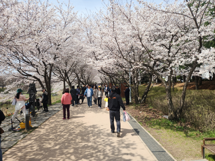 지난 4월 5일, 벚꽃이 흐드러지게 핀 황구지천 산책로 모습