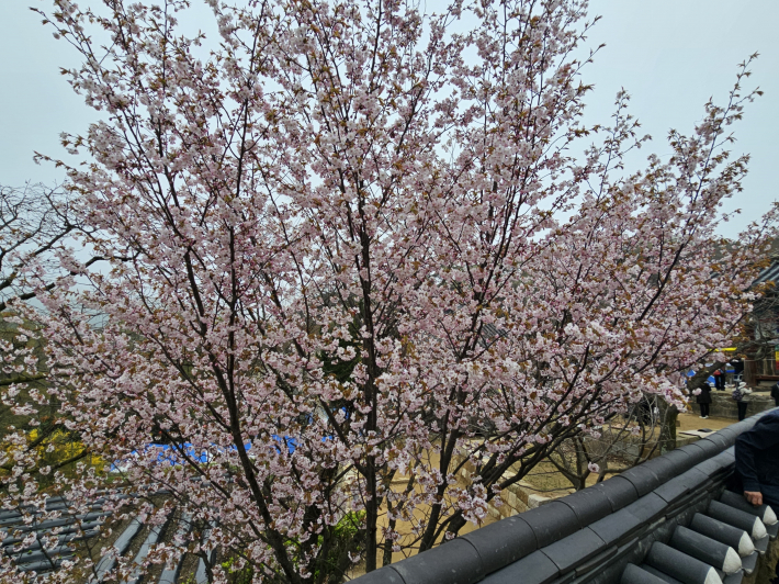 개심사 왕벚꽃이 활짝 핀 모습