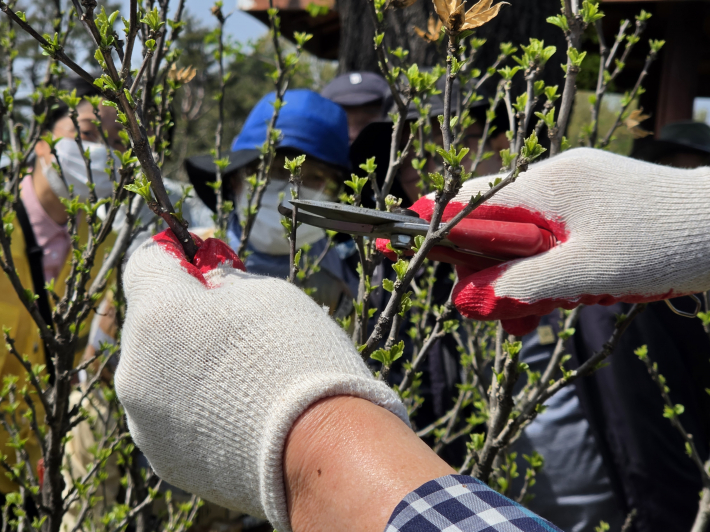 박형순 박사의 무궁화나무 전지 시범