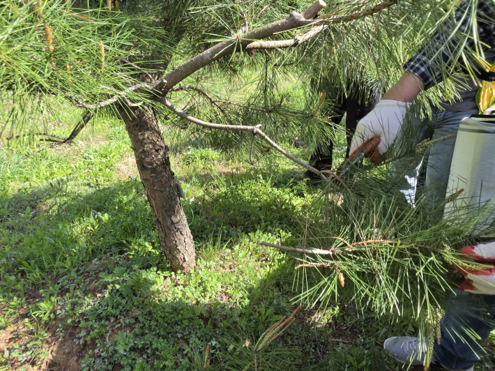 박형순 박사의 소나무 전지 시범