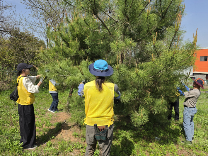 소나무 전지 작업중인 나무 의사들
