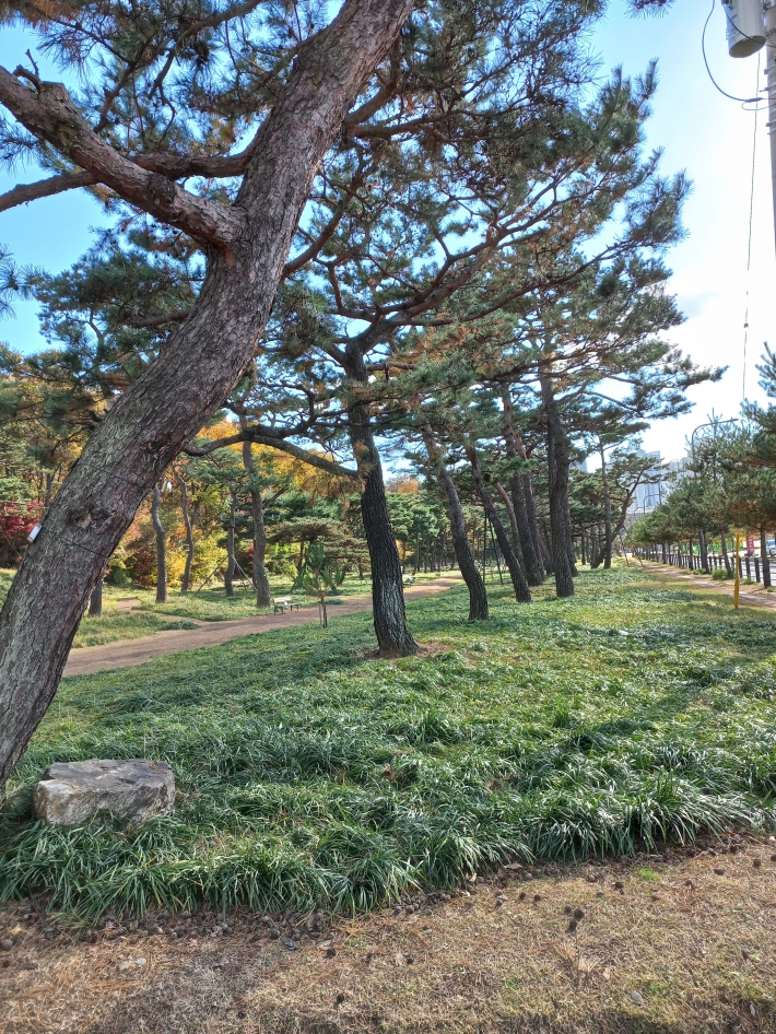 장안구의 노송지대 소나무 전경