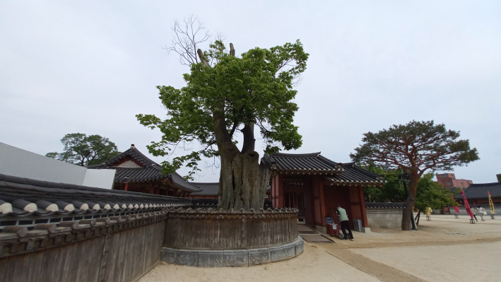 수원화성 행궁, 600년 이상이 된 느티나무(경기-수원-14) 노거수 전경
