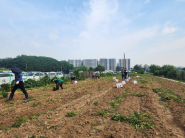 구운동 새마을3단체 사랑의 감자 수확