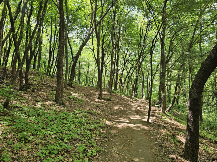 화서다산도서관옆  치유의 숲