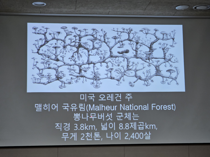 지구 최대의 생물 뽕나무 버섯