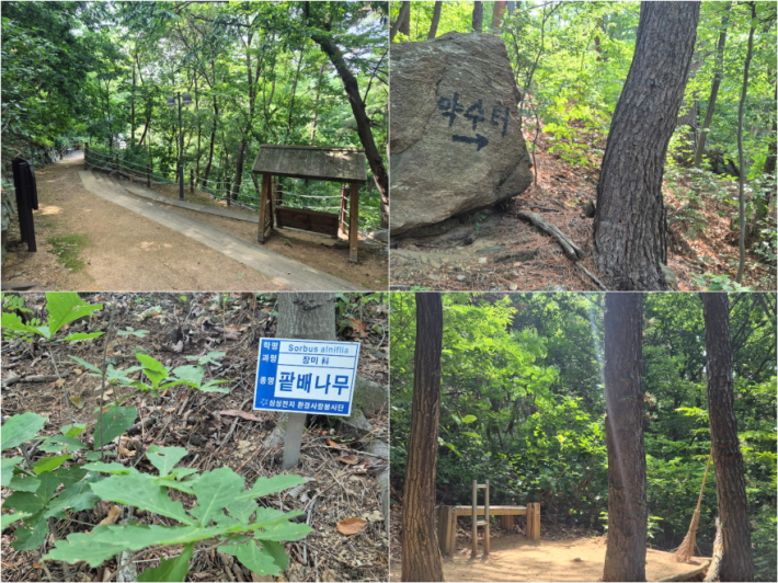울창한 나무 그늘 아래 이어지는 산책길, 초여름 청명산의 매력이다.