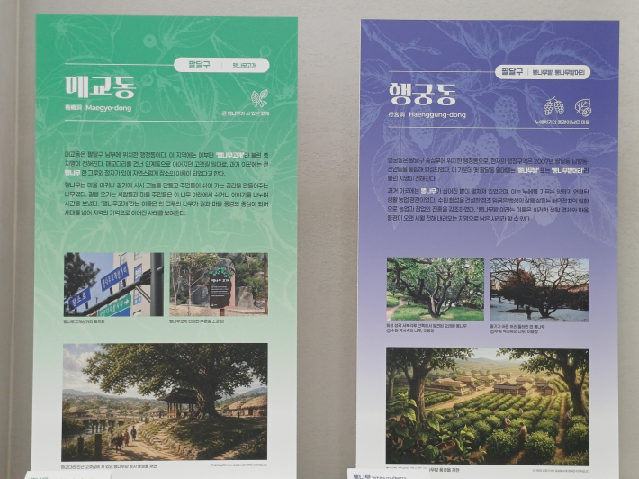 행궁동 • 매교동 나무 유래 소개