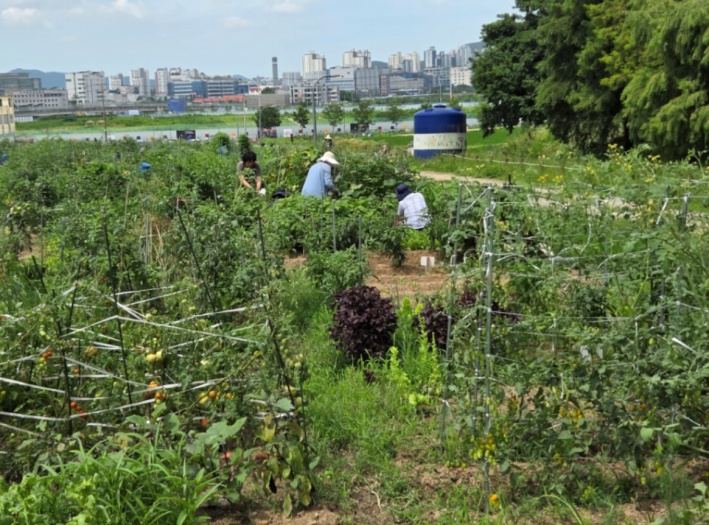 도시농부 '주말농장'