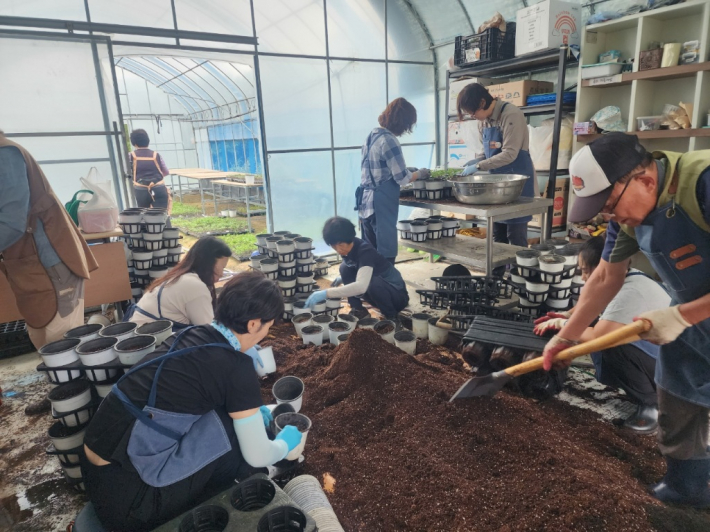 손바닥정원단, 양묘반 단원들이 양묘장에서 꽃앵배추 포트작업을 하고 있다.