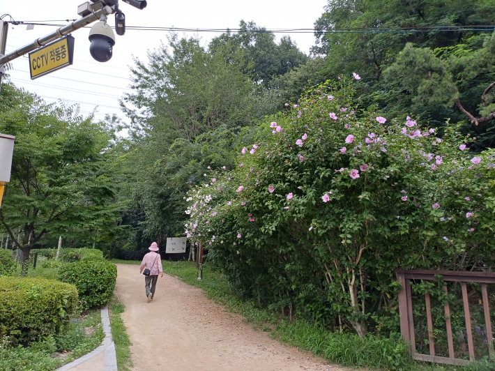 무궁화 꽃핀 산책길 전경
