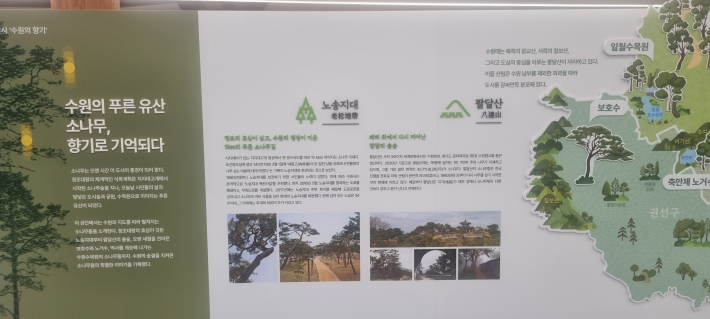 수원의 상징적인 소나무의 소개