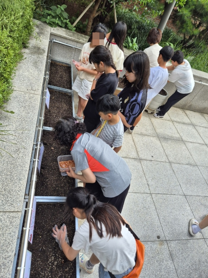 어린이들이 상자 텃밭에서  강낭콩 씨앗을 심고 있다.