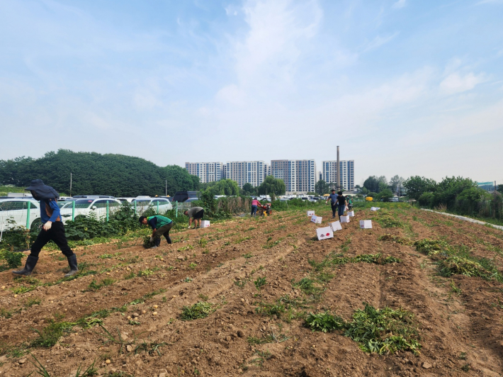 구운동 새마을3단체 사랑의 감자 수확