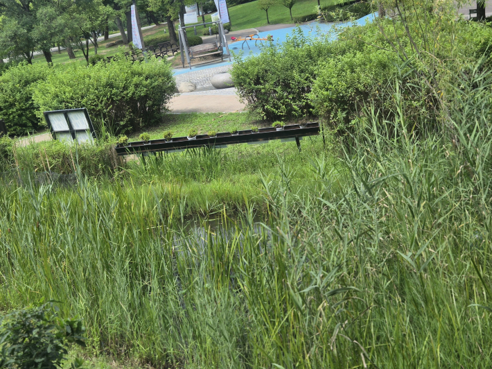 생태환경체험교육관 야외 습지. 다양한 습지식물과 벼가 자라며 생태학습 공간으로 활용되고 있다