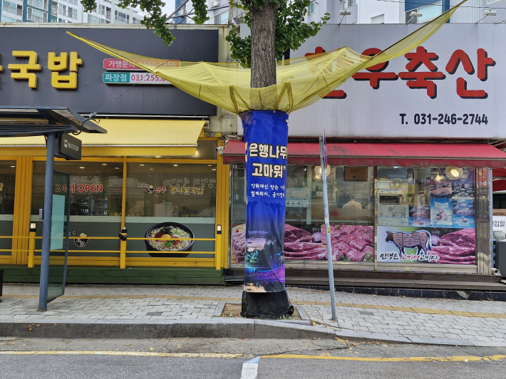 은행나무 열매 수집 망. 쾌적한 가로 환경을 조성하겠다는 의지가 느껴진다. 