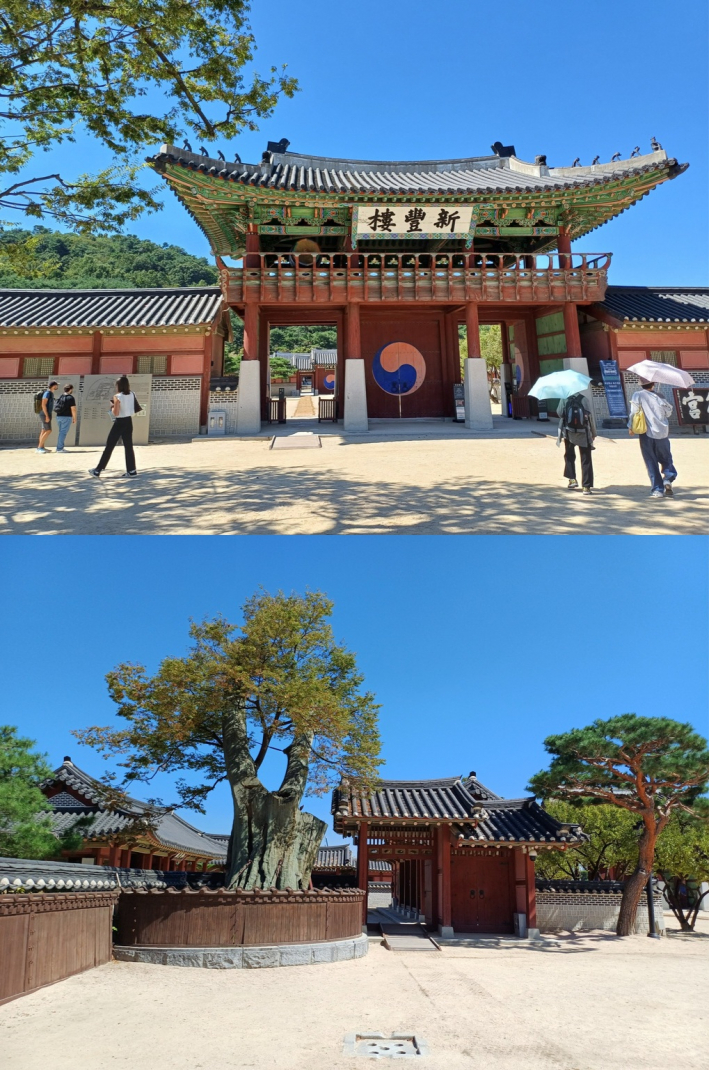신풍류 정문과 600년이 넘은 느티나무(경기-수원-14) 노거수(나무 높이 30m, 둘레 6m다.) 전경