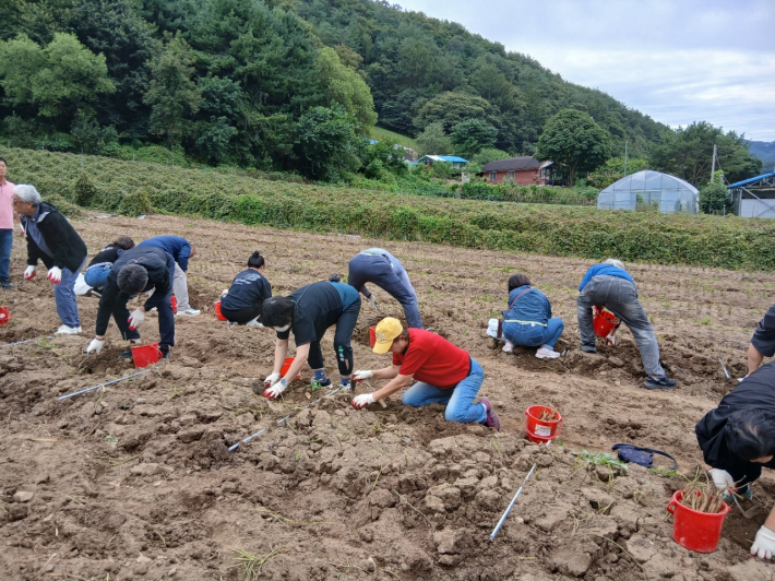 더덕캐기 체험