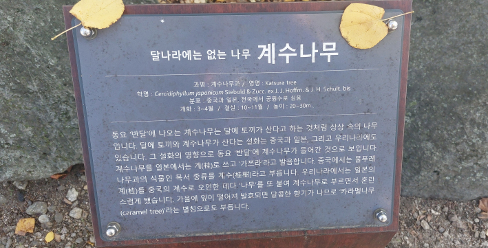 수목원 입구의 계수나무 표찰판