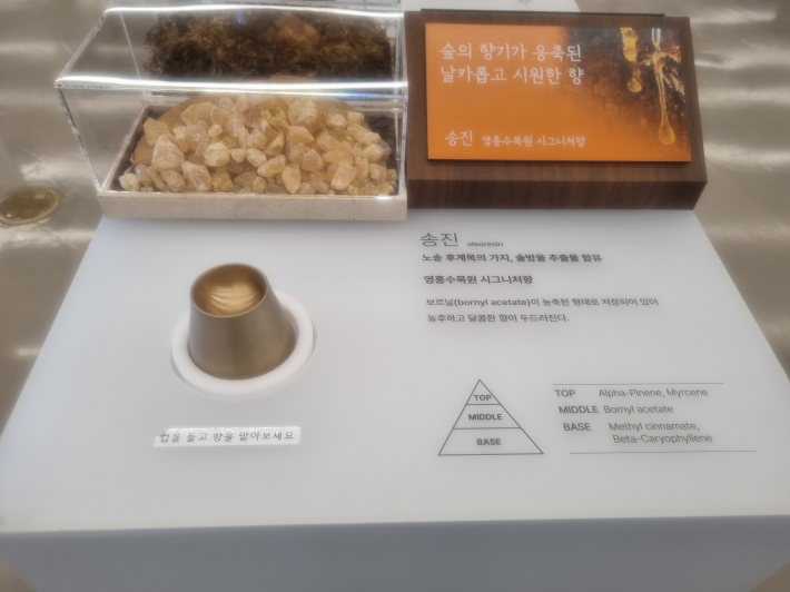 소나무에서 내뿜는 진한 송진의 향기로움