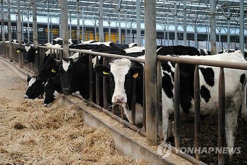 젖소 사육 농장[연합뉴스 자료사진]