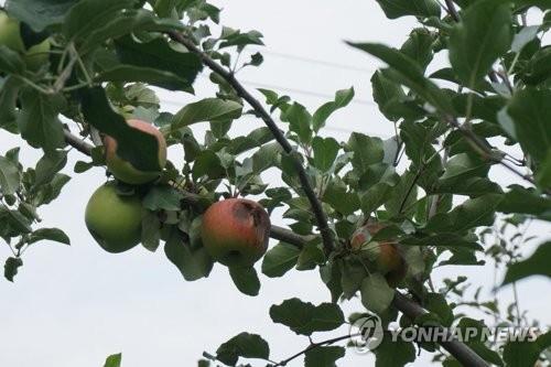 탄저병 걸린 사과[연합뉴스 자료사진]