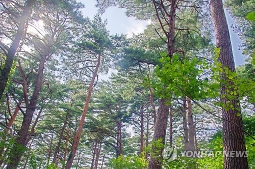 대관령 금강소나무 숲[연합뉴스 자료사진]