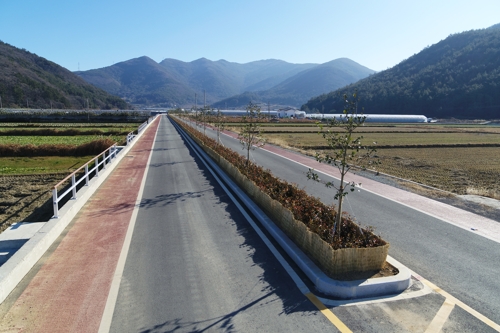 완도 명품 가로수길