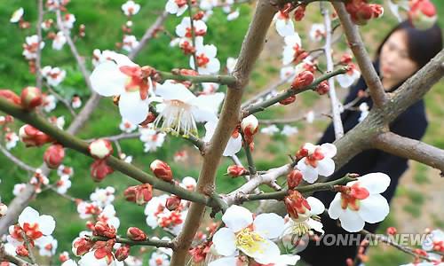 활짝 핀 제주도 매화 
