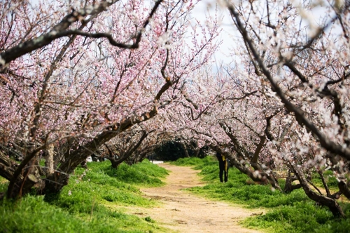 보해 매실농원 매화꽃 터널.