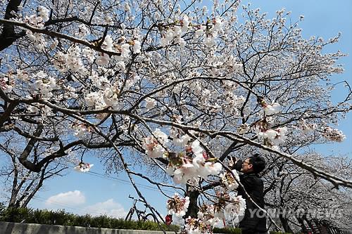 정읍천변에 만개한 벚꽃