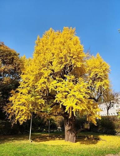 구리시 아천동 한국석유공사 내 은행나무