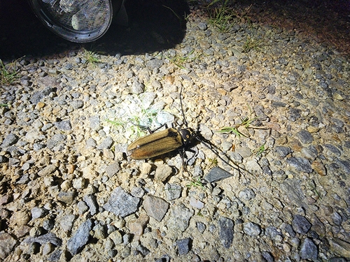 7월 28일 광릉숲에서 발견된 장수하늘소