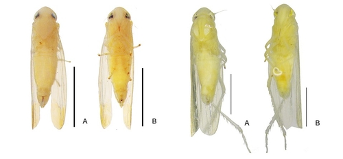 광릉밑굽은애매미충(왼쪽)과 광릉밝은애매미충
