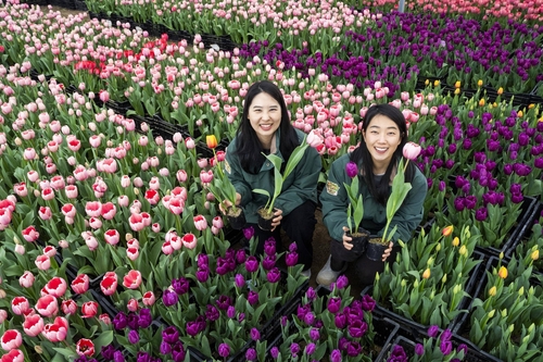 튤립축제 준비 중인 에버랜드 직원들